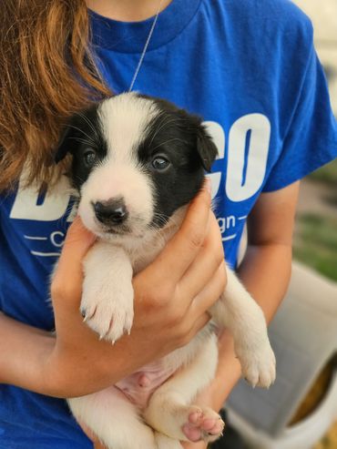 HC Tim- Black and White, Male