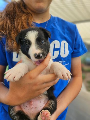 HC Pete- Black and White, Male
AVAILABLE 7/7/25