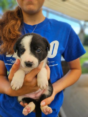 HC Lucy- Black and White, Female
AVAILABLE 7/7/25