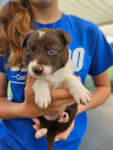 HC Nila- Chocolate and White, Female
Staying at Hurricane Creek Ranch
