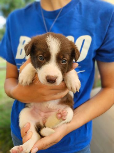 HC Bailey- Red and White, Female