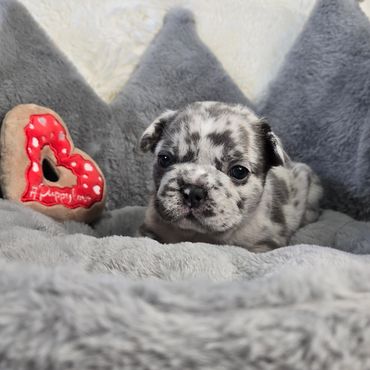 Pipsqueak Mansion's Gabbana (female) french bulldog puppy
