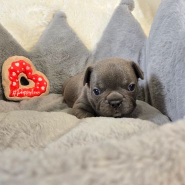 Pipsqueak Mansion's Bentley (male) frenchie puppy