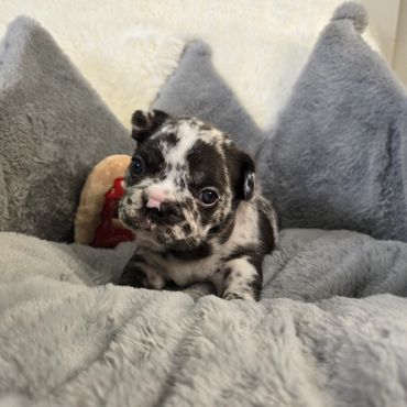 Pipsqueak Mansion's Coco Chanel (female) frenchie puppy