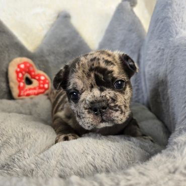 Pipsqueak Mansion's Gucci (male) french bulldog puppy