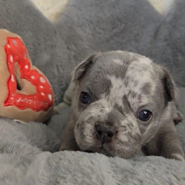 Pipsqueak Mansion's Dolce (female) french bulldog