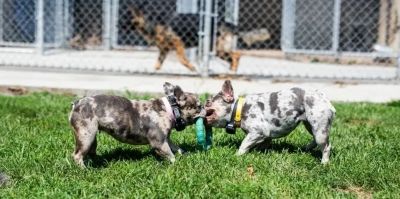 Two puppies tugging a toy on green grass outside a fenced area.