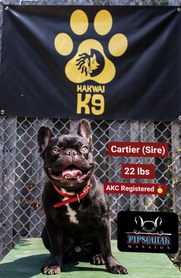 Pipsqueak Mansion's Cartier (Sire) french bulldog