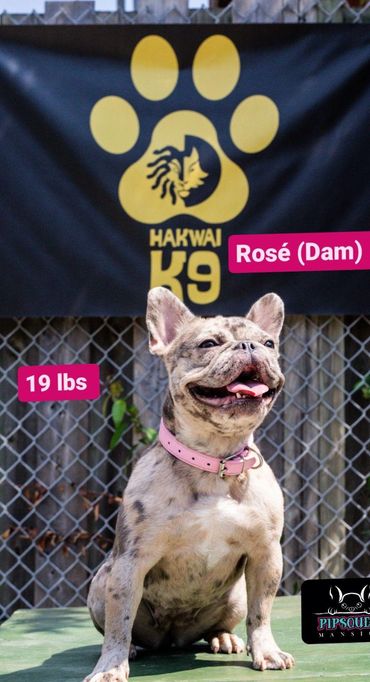 Pipsqueak Mansion's Rose (Dam) french bulldog