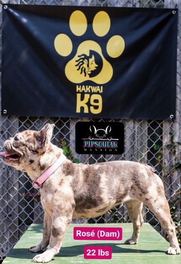 Pipsqueak Mansion's Rose (Dam) french bulldog