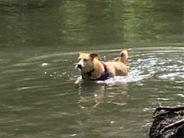 a dog playing in the river