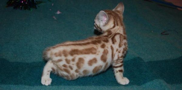purebred silver snow and brown Bengal cats and Bengal kittens for sale in california
