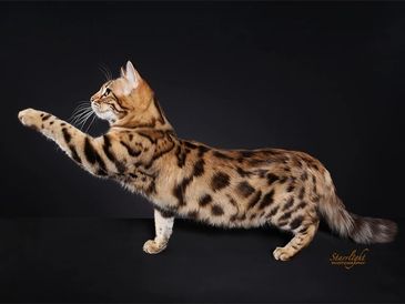 Simply Blessed Bengals is a purebred Bengal cattery in Northern California, near the Bay Area