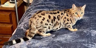 purebred silver snow and brown Bengal cats and Bengal kittens for sale in california