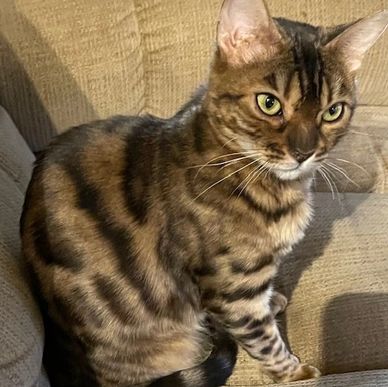 Brown Bengal for sale in California, close to the Bay Area, especially all of Northern California