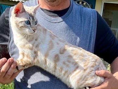 Brown Bengal for sale in California, close to the Bay Area, especially all of Northern California
