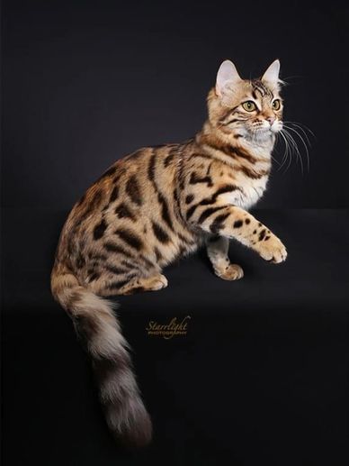 Brown Bengal for sale in California, close to the Bay Area, especially all of Northern California