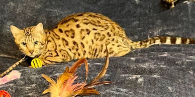 Brown Bengal for sale in California, close to the Bay Area, especially all of Northern California