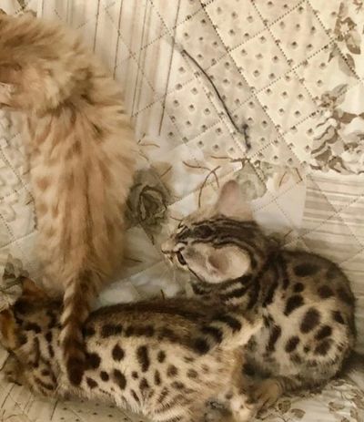 Brown, snow and silver Bengal for sale in Northern California, close to the Bay Area