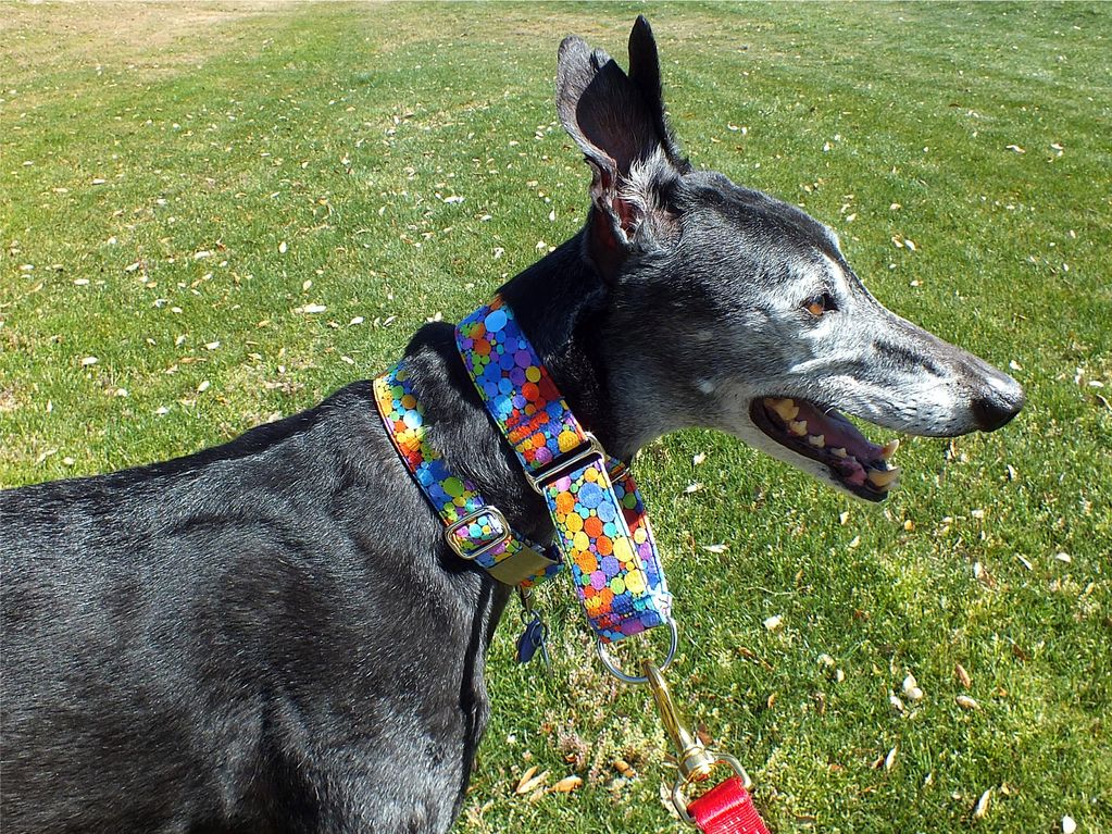 Greyhound wearing a collar set, martingale collar pus tag collar