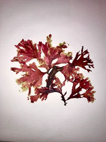 Pressed Cornish Seaweed-2024