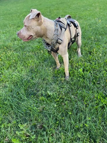 Dreah Left Side Picture In Grass.