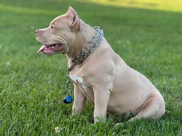 RBKZ Simba Left Side Picture in Grass.