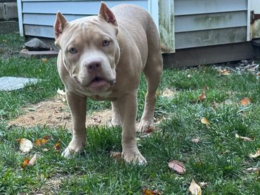 RBKZ Simba Front Picture