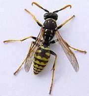 Wasp identification