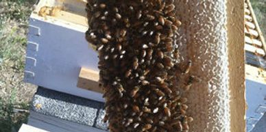 Honey and Honeybees on comb