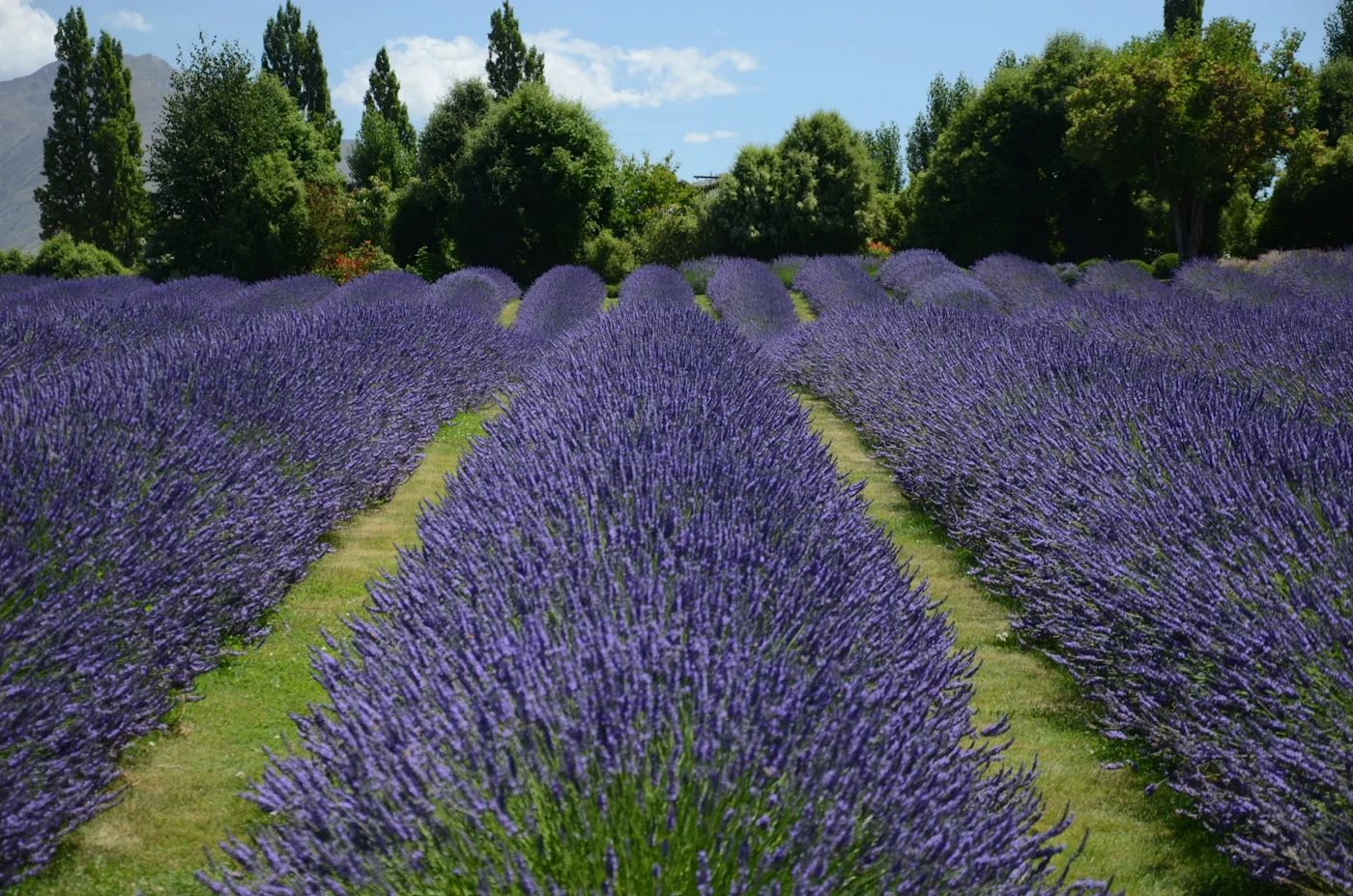 Lavender field with trees in the background