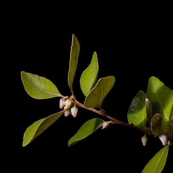 Photo of Lyonia rubiginosa by Dan Mele