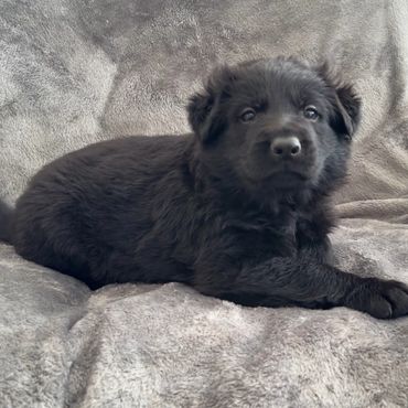 Black German Shepherd Puppies St. Louis