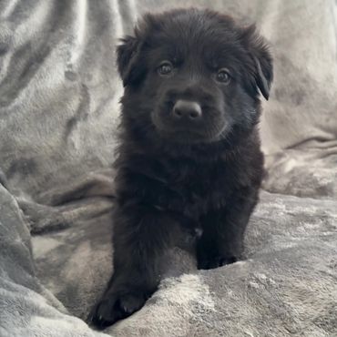 Black German Shepherd Puppies St. Louis