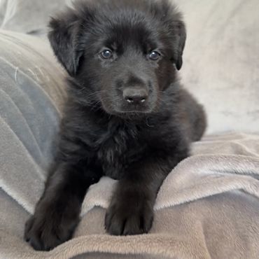 Black German Shepherd Puppies