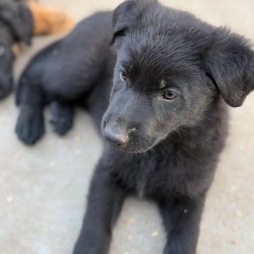 Black German Shepherd Puppies Kansas