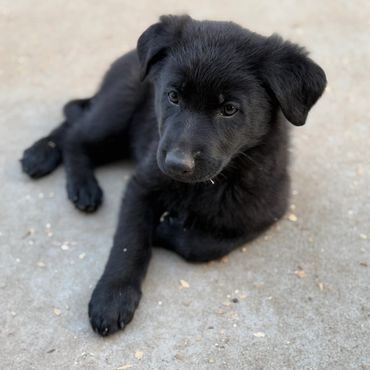 Black German Shepherd Puppies For Sale