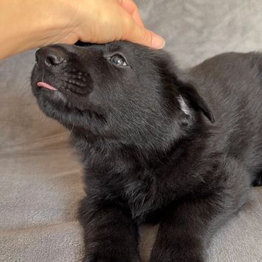 Black German Shepherd puppy being pet