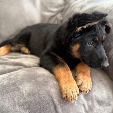 German Shepherd Puppies in Kansas