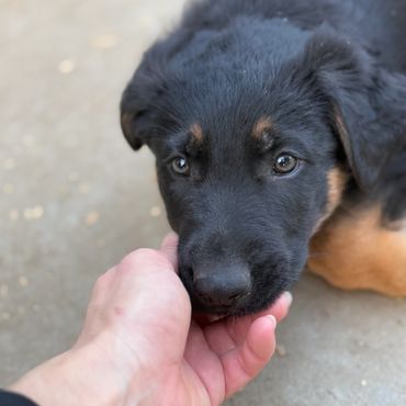 German Shepherd Puppies For Sale Kansas