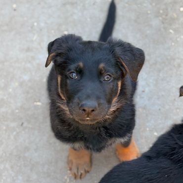 German Shepherd Puppies Kansas
