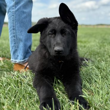Black German Shepherd Puppies for sale