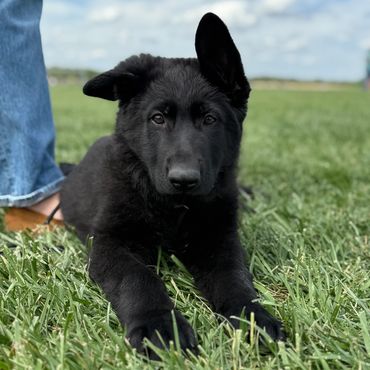 Cute German Shepherd Puppies Kansas City