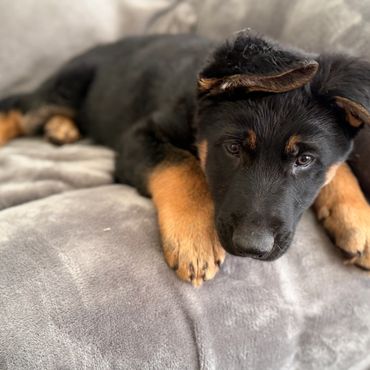 German Shepherd Puppies for sale in kansas city