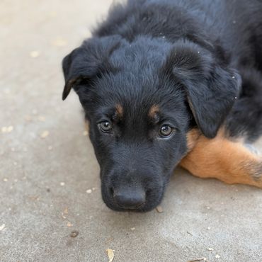 German Shepherd Puppies Kansas City