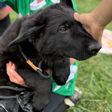 Adorable German Shepherd Puppies For Sale in Kansas City