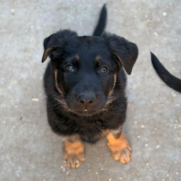 German Shepherd Puppies Kansas