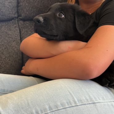 German Shepherd Puppy being held