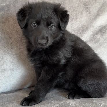 Black German Shepherd Puppies for sale Kansas City