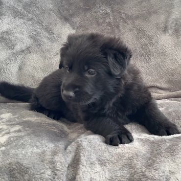 Cuddly German Shepherd Puppies